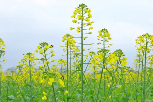 秦雜油19(十字花科蕓薹屬植物蕓薹的品種)