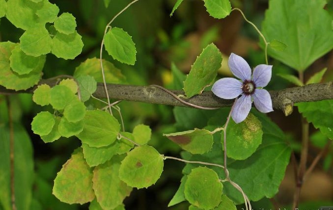 小花黨參