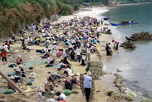 圖3 東南澳島太平洋牡蠣養殖場