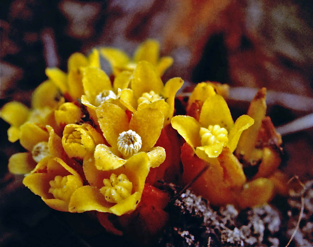 雄花簇生，被雌花包圍