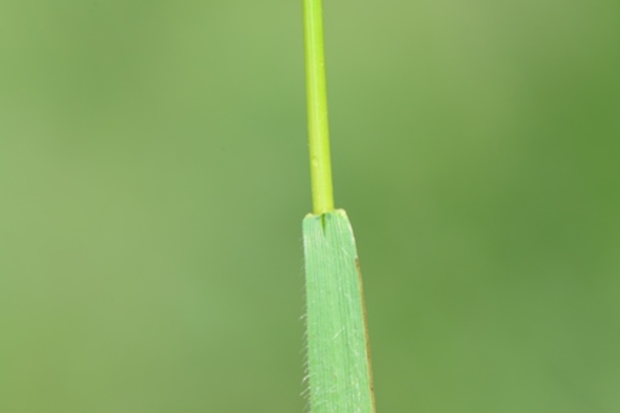 細瘦披鹼草