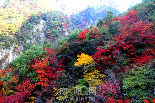 南陽西峽老界嶺風景區