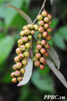 西域旌節花 Stachyurus himalaicus