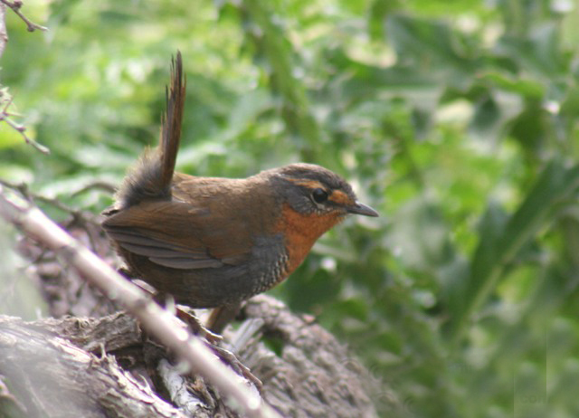 智利竄鳥