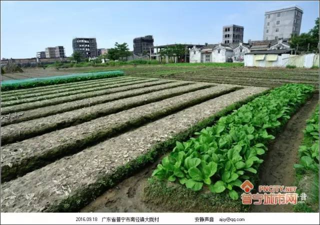 大隴村(廣東省揭陽市普寧市南徑鎮下轄村)