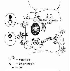 Ig超家族