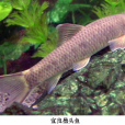 溝額墨頭魚