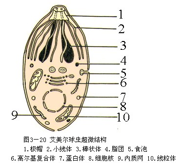 等孢球蟲屬