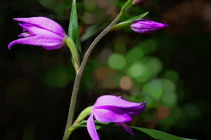 紅花頭蕊蘭(紅火燒蘭)