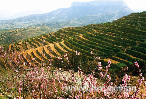 沂蒙山上梯田