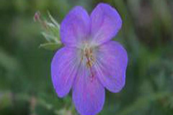 Geranium \x27Johnson\x27s Blue\x27