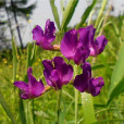 山黧豆(五脈山黧豆（植物）)