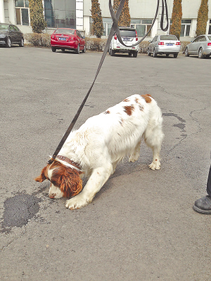 血跡犬