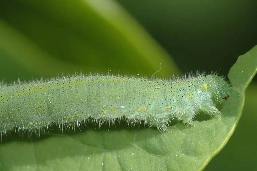 膠州白菜