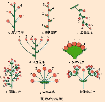 柔荑花杯盤菌