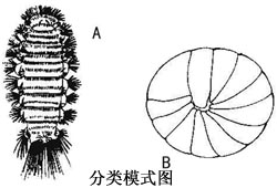 多足綱