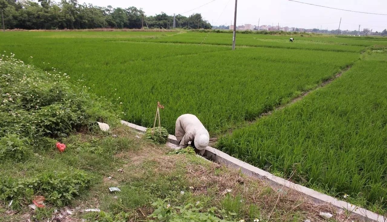 金塘圩旁邊的農田