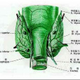 甲狀旁腺(甲狀腺旁腺)