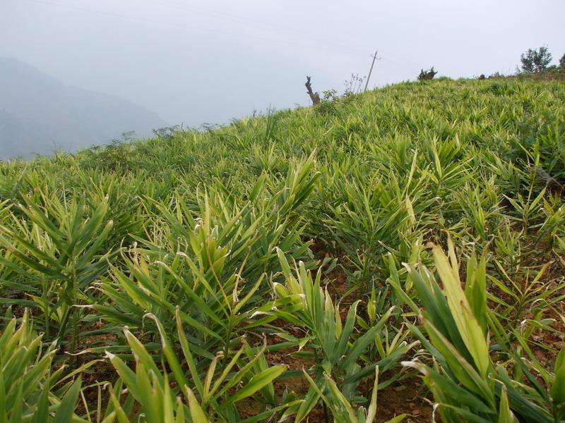 袁家寨村