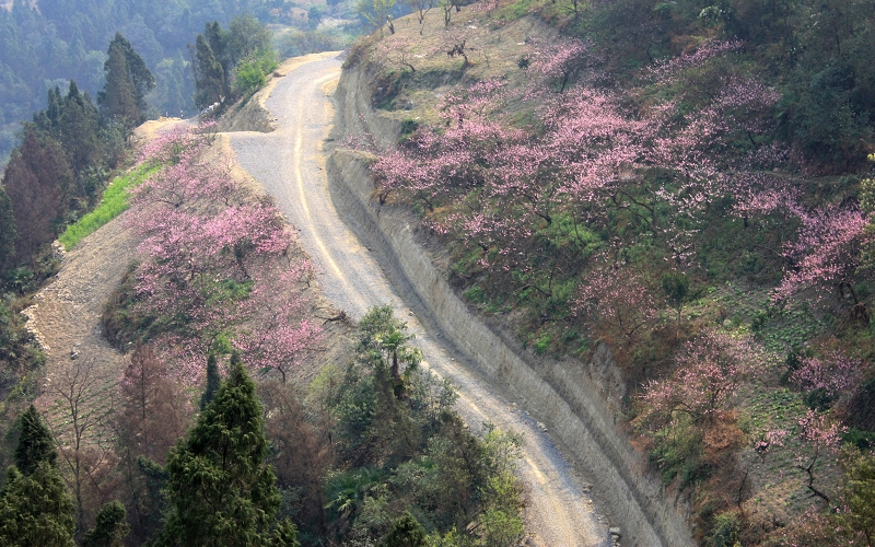 雞嶺村