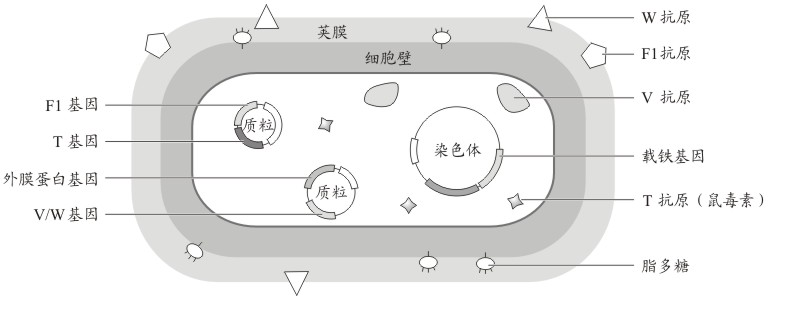 鼠疫耶爾森菌毒力有關抗原的編碼基因