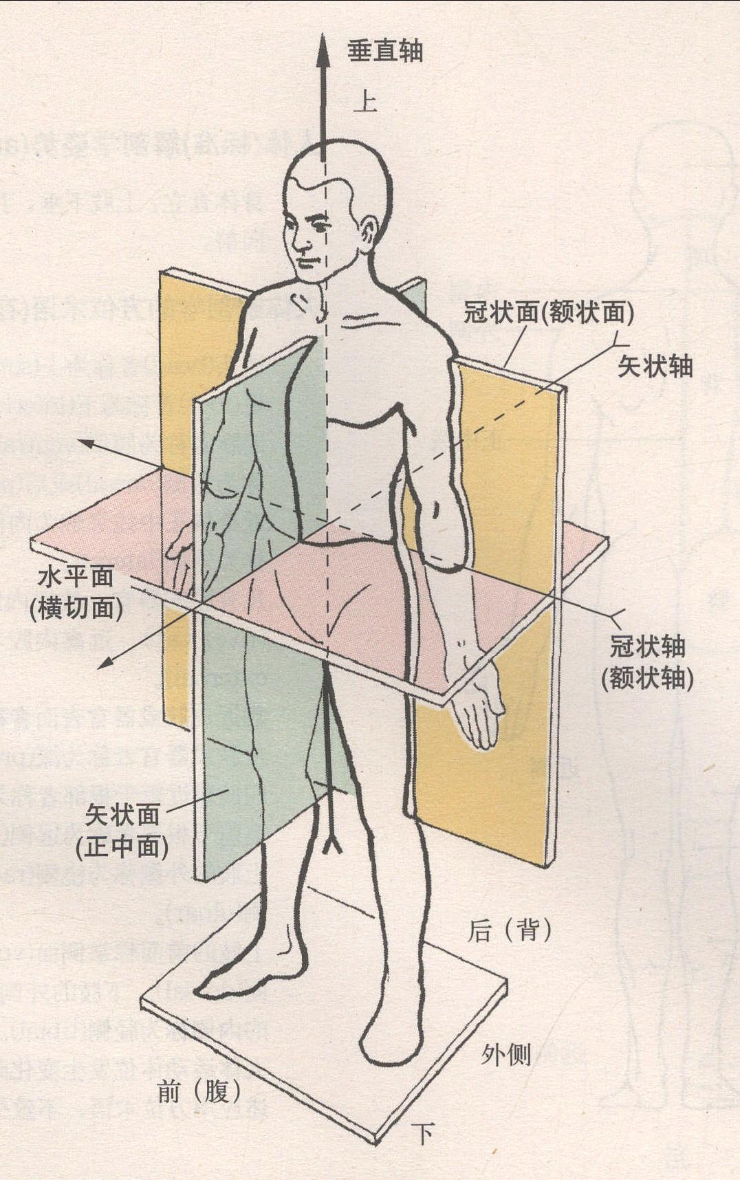 心尖四腔切面