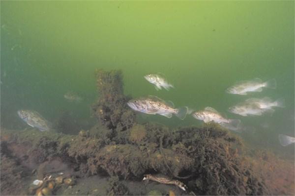 甲午海戰沉沒戰艦