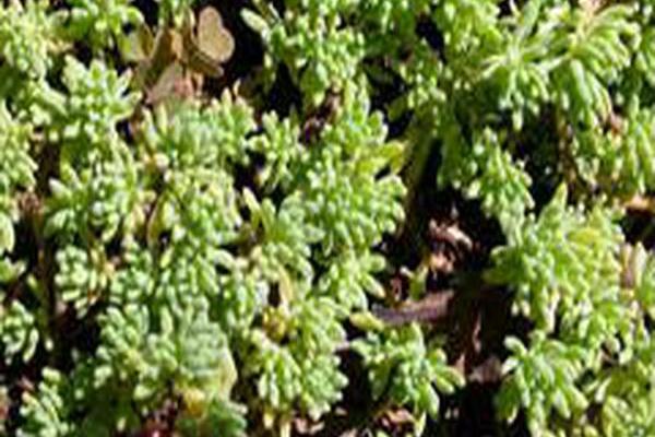 Sedum pallidum var. bithynicum \x27Sea Stars\x27