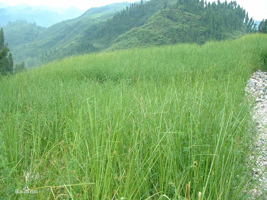 香根草屬