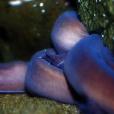 太平洋粘盲鰻