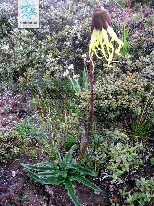 稻城垂頭菊