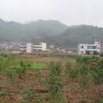 東華村(雲南省祿勸縣屏山街道下轄村)