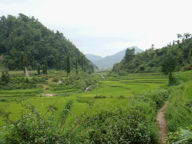 大栗樹村(雲南宣威市海岱鎮下轄村)