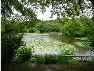 龍安寺 鏡容池