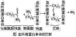 血纖維蛋白