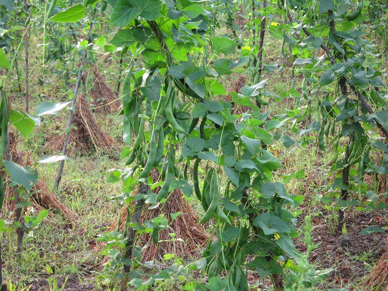 光茅山下社村白芸豆種植業