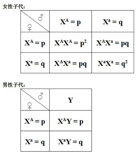 隨機交配