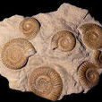 菊石化石(化石種類)