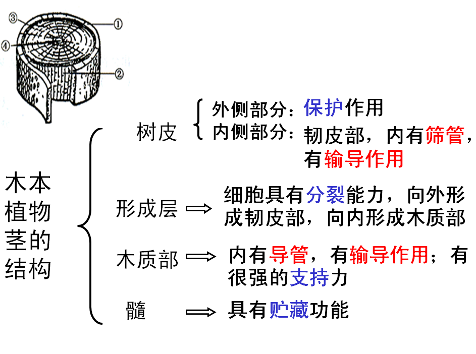 木本植物莖中的導管