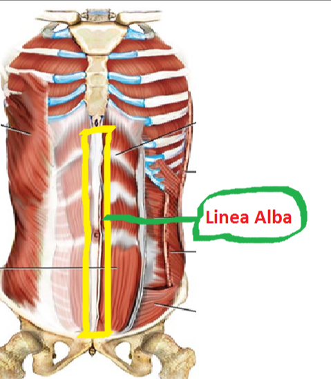 白線 概述 生理解剖 腹白線深面的毗鄰結構 相關疾病與治療 中文百科全書