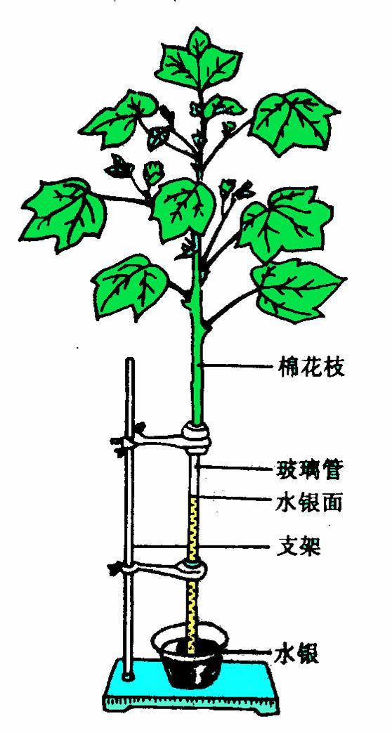 蒸騰拉力