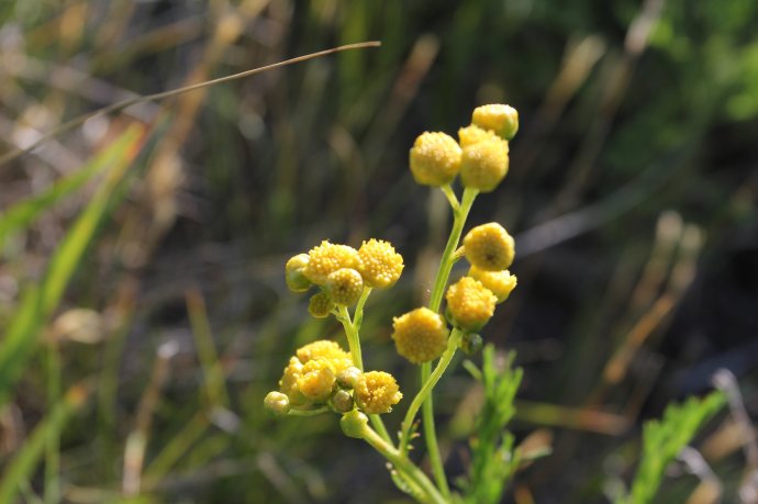 線葉菊(疔毒花)