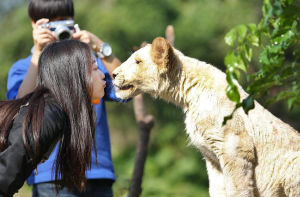 動物真人秀