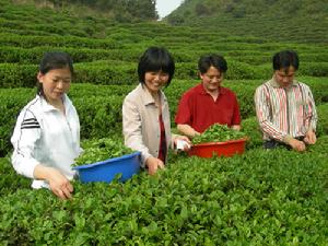 馬杜橋鄉茶林