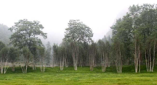 金佛山白樺林