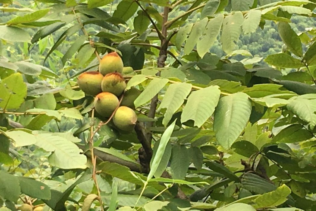 靖縣橫江橋鄉湘龍村湖南山核桃