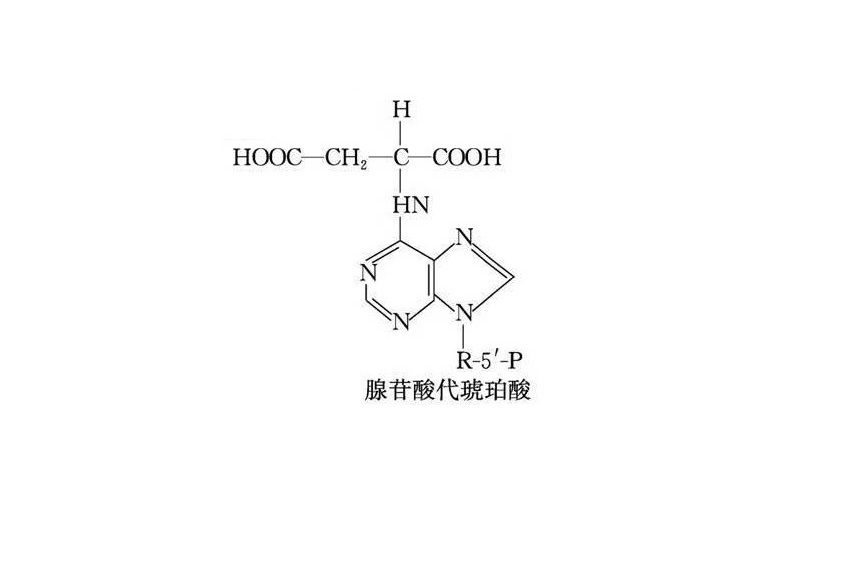 腺苷酸代琥珀酸