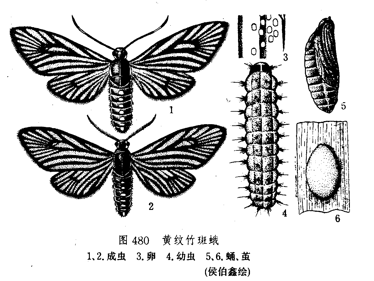 黃紋竹斑蛾