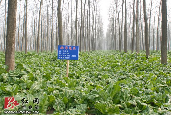 白蓮村(江蘇省常熟市碧溪新區白蓮村)