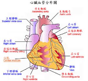 急性心KK死的診斷和治療